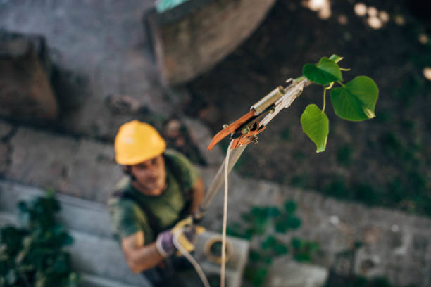 How Our Tree Care Process Works  in Coal Valley, IL